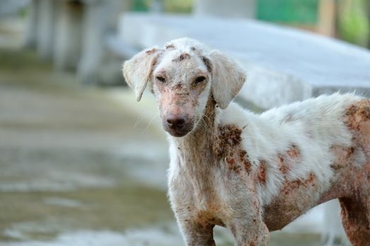 Stray Dog Suffering Skin Problems