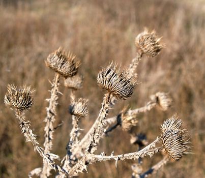 dry thistle growing in the desert spiny, autumn day, close up