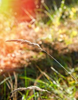 growing ears of grass in the autumn forest in the sun, selective focus
