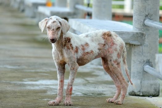 Stray Dog Suffering Skin Problems