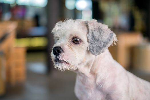 Short hair white shih-Tzu dog gaze at something with blurred background