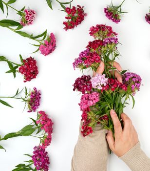 female hands with light smooth skin and buds of a blossoming Turkish carnation on a white background