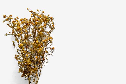 Dried flower on white background
