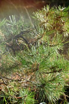 green pine branch on an autumn day, close up