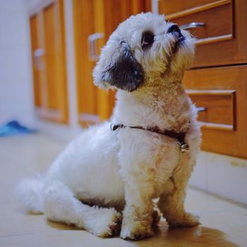 Shih Tzu dog waiting for food