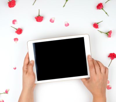 white electronic tablet with a blank black screen and two female hands holding device over white background with buds of pink roses, top view