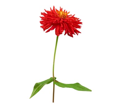 red  blooming zinnia bud on a green stem with a leaf on a white background, close up