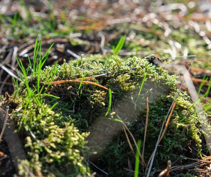 growing green moss in the middle of forest needles on an autumn day, close up