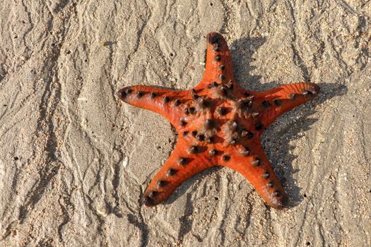 Close up of a sea star or a chocolate chip sea star lying on a beach with sea water rushing on the tropical starfish beach in Lombok Island in Indonesia. Amazing natural background.