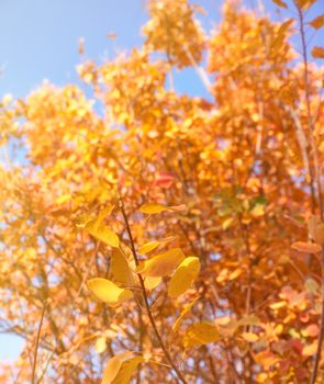 yellow and red leaves of Cotinus coggygria , close up. autumn city park with yellowed leaves on the trees in the sun, day