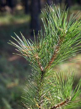 green pine branch on an autumn day, close up