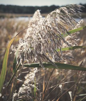 dry stalks of reeds at the pond sway in the wind on an autumn day, Ukraine