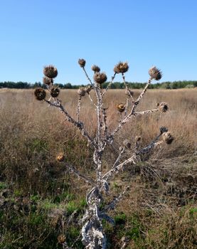 dry thistle growing in the desert spiny, autumn day