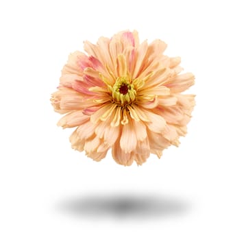 pink bud of blooming zinnia isolated on white background, close up