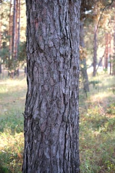 round growing pine trunk in the forest, autumn day, close up