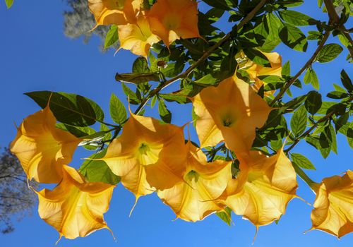Close-up view of blooming large flowers of Brugmansia versicolor. Huge flowers in shape of long bells, nicknamed Angel`s Trumpet. Background with pale blue sky and sun shine. Shrub with green leaves.