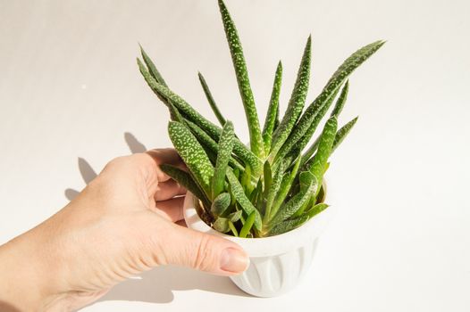 A woman's hand holds a white pot with an aloe flower, bright sunlight, white background.