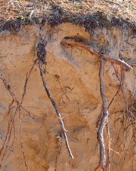 roots of pine sticking out of the ground, close up