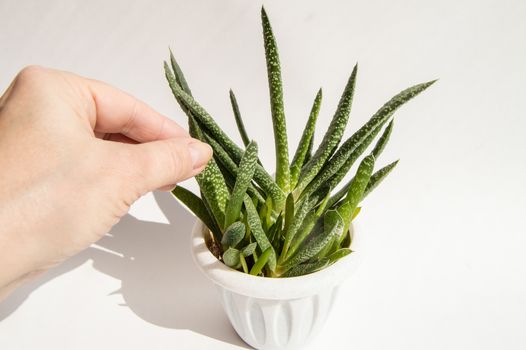 A woman's hand holds a white pot with an aloe flower, bright sunlight, white background.