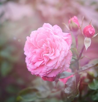 buds of pink blooming roses in the garden, rays of the bright sun, close up