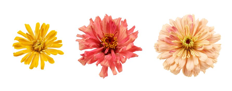 set of blooming zinnia buds isolated on white background, round flowers on top