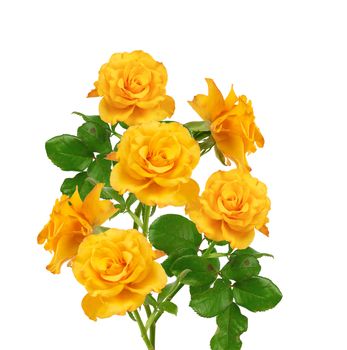 beautiful bouquet of blooming yellow roses on green stems with leaves Isolated on a white background