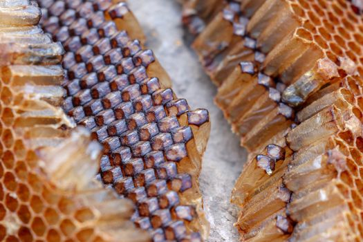 Macro photo of closed cell on honeycomb. Close up of architectural structure of hexagon chambers. The amazing perfection of bee construction. Background texture of wax honeycomb.
