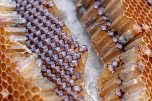 Macro photo of closed cell on honeycomb. Close up of architectural structure of hexagon chambers. The amazing perfection of bee construction. Background texture of wax honeycomb.