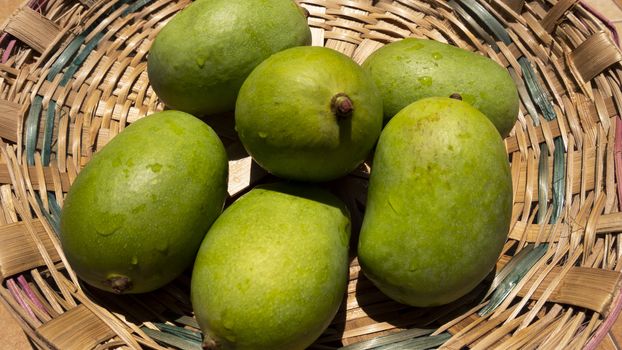 close up view of green or raw mangoes gathering in bamboo bucket which are filling out on the trees, where they can be left to ripen, but are also perfect to eat right now