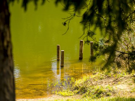 Summer green lake in a forest. vacation concept. copy space