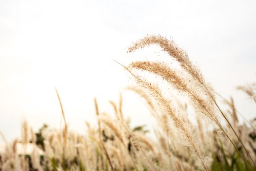 Beautiful fresh meadow in the morning, natural background