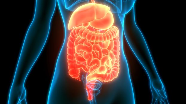 3D Illustration Concept of Human Digestive System Anatomy