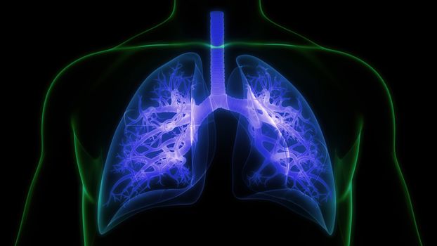3D Illustration Concept of Human Respiratory System Lungs Anatomy