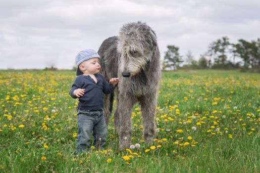 A little Caucasian baby boy in a baseball cap stands with his big friend Irish Wolfhound in a meadow full of blooming dandelions with a cloudy sky in the background.