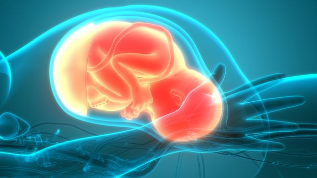 3D Illustration Concept of Human Fetus Baby in Womb Anatomy
