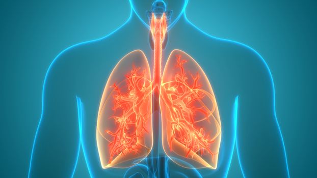 3D Illustration Concept of Human Respiratory System Lungs Anatomy