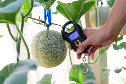 Use portable Digial scale for fresh melon  weigh in farm