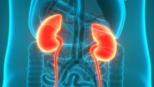 3D Illustration Concept of Human Urinary System Kidneys Anatomy