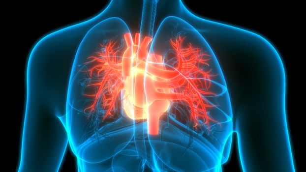 3D Illustration Concept of Human Circulatory System Heart Anatomy