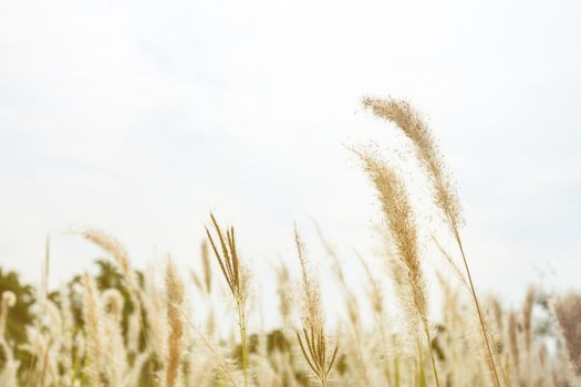 Beautiful fresh meadow in the morning, natural background