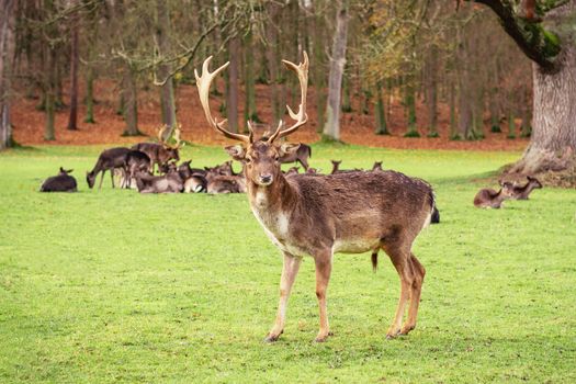 A male fallow deer with large antlers stands on guard in front of a resting herd. Taken in autumn.