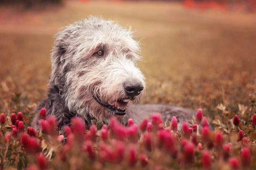 Dog lying in a purple clover. Loyal friend. Irish Wolfhound.