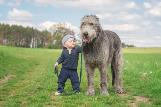 A Caucasian infant walks beside an Irish wolfhound, holding a leash. Little boy walking his dog.