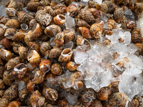 Fresh Sweet shellfish (Spotted babylon) on crushed ice at Thai seafood market.