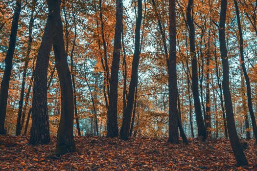 Autumn mysterious forest. Deciduous trees with orange leaves with blue haze in the background.