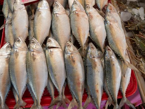 Fresh sea Mackerel fish on crushed ice at Thai seafood market.