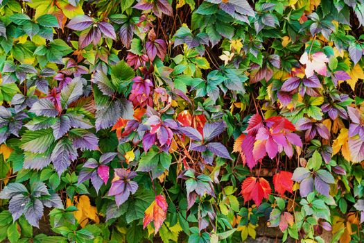 Autumn texture. Frame filled with autumn colored leaves.