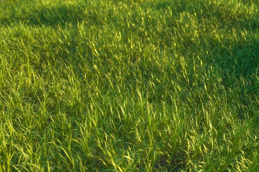 Green grass and bright field,natural scenery,3d rendering. Computer digital drawing.