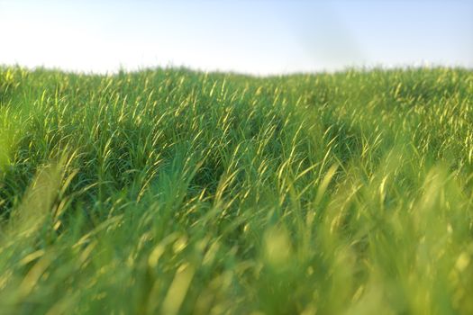 Green grass and bright field,natural scenery,3d rendering. Computer digital drawing.