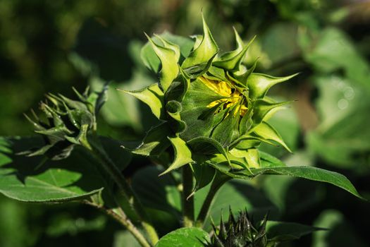Undeveloped flower bud of sunflower with blurred green background.